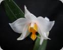 Dendrobium daklakense